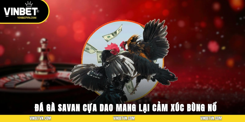 Đá gà Savan cựa dao mang lại cảm xúc bùng nổ