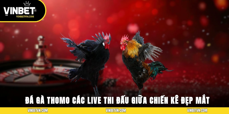 Đá gà Thomo – Các Live Thi Đấu Giữa Chiến Kê Đẹp Mắt