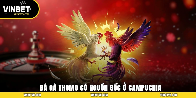 Đá gà Thomo có nguồn gốc ở Campuchia