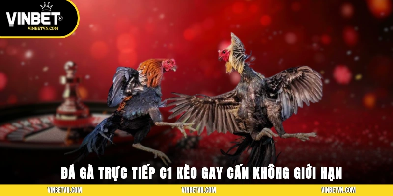 Đá Gà Trực Tiếp C1 – Các Kèo Gay Cấn Không Giới Hạn