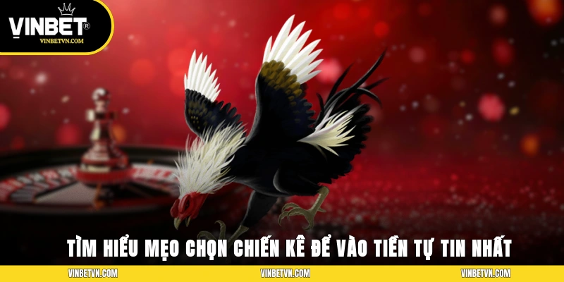 Tìm hiểu mẹo chọn chiến kê để vào tiền tự tin nhất