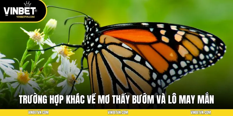 Một số trường hợp khác về mơ thấy bướm và lô may mắn